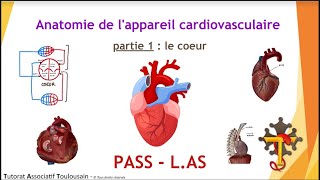 Anatomie de lappareil cardiovasculaire  partie 1  Le Cœur  Tutorat Associatif Toulousain [upl. by Htebzil]