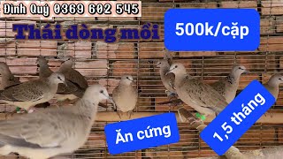 1218 1011 Trả đơn A trai Bắc Tân Uyên Thầy Suối Tiên tekukurthailand terkukurmalaysia birds [upl. by Fasta]