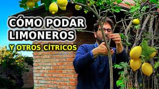 Cómo PODAR LIMONERO y otros Cítricos Paso a Paso y Cuidados para no equivocarse [upl. by Filemon690]