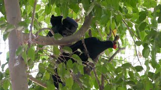 Violet Turacos Aviary LA Zoo Los Angeles California USA September 23 2024 Conservation Animals [upl. by Ingalls98]