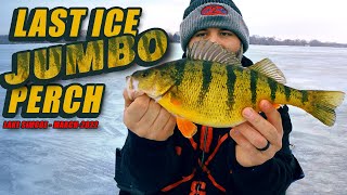 Lake Simcoe Last Ice Jumbo Perch  Live 2 Fish [upl. by Duggan]