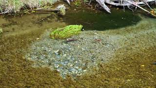 Sockeye Salmon Spawning Grounds on the Cedar River WA [upl. by Enyrehtac]