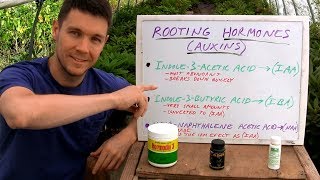 BEST Rooting Hormones for Plant Cuttings in the Backyard Garden  Organic and Commercial Hormone [upl. by Aynad]