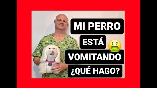 Mi perro está vomitando ¿Qué puedo hacer [upl. by Darrell]