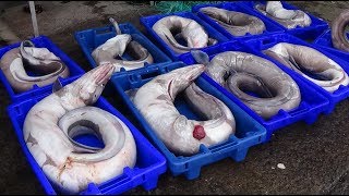 Fishing video conger eel fishery  Pescaria de congros تفري pescado congrioغ الأسماك ثعبان البحر [upl. by Aek]