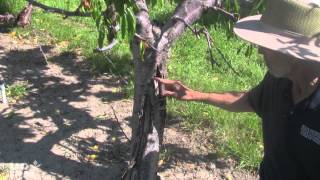 How to distinguish Phytophthora root rot from bacterial canker [upl. by Camm]