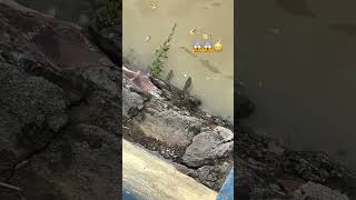 Water snake 🐍😱 पानी वाला सांप 🐍 phonk poison snake poisonousfish watersnake river safety [upl. by Elsworth821]