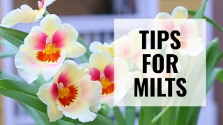 7 Tips for Growing and Reblooming Miltoniopsis  ORCHID CARE [upl. by Niroht122]