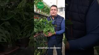 MONSTERA ADANSONII  Floraria Trias [upl. by Recha]