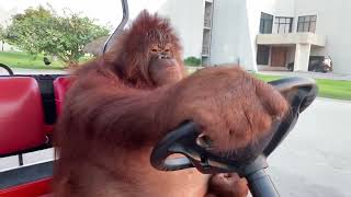 Orangutan driving golf cart 10 HOURS [upl. by Meerek568]