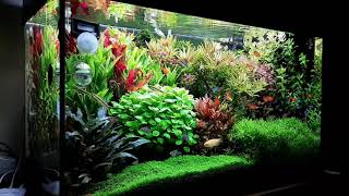 Aquarium Juwel Rio 125 l [upl. by Chantal]