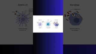 ANTIGEN PRESENTATION and INFLAMMATION inflammation immunity physiology cell biology science [upl. by Kcirddec]