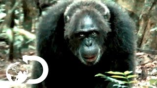 Most Brutal Chimpanzee Society Ever Discovered  Rise of the Warrior Apes [upl. by Daffy]