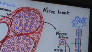 23 DrGihan Nervous Tissue 29032014 [upl. by Aihcats900]