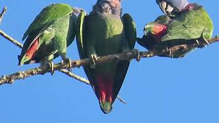 PESCA Y OBSERBANDO LAS AVES Y VIENDO LA NATURALEZA SELVA PERUANA [upl. by Katrinka]