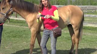 Rocktape  Equine Kinesiology Taping Introduction [upl. by Urbannai]