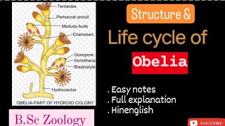 Structure and life cycle of Obelia l BSc Zoology l Full details l Explanation l kkeducationn [upl. by Jaqitsch190]