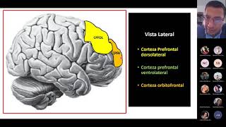 Corteza prefrontal y Funciones Ejecutivas [upl. by Nevsa]