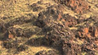 Oregon Big Horn Sheep Hunt  SOA [upl. by Akciret754]