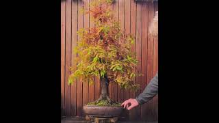 Metasequoia bonsai in autumn colors [upl. by Pedroza]