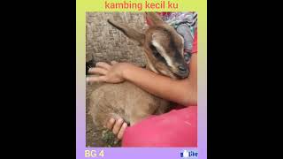 kambing kecil ku [upl. by Tnomed658]