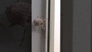 Get Rid of Stink Bugs  DoMyOwncom domyownpestcontrol [upl. by Eirual]