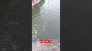 Baba talab Jhiri Jammu Akhnoor road Baba Talab Fish Mela jhiri 15November 2024 shortvideo jhiri [upl. by Anecuza]