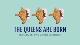 The Queens are Born  The Story of How a Conchs Life Begins [upl. by Puff]