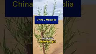 CHINA Y MONGOLIABOSQUES VERDES [upl. by Gunning]