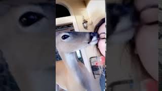 Deer licks girls face [upl. by Draper299]