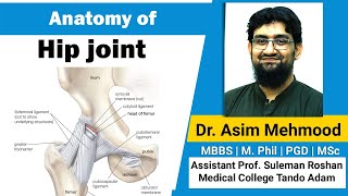 Anatomy of Hip Joint  Hindi  Urdu [upl. by Aramat719]