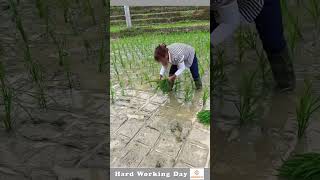 Hard Working Day 198 The Process Of Rice Planting Process [upl. by Boynton]