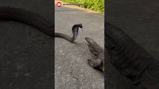 Monitor lizard vs cobra fight PART1 viralshortshortanimalfightdangerytshortsuttarakhand [upl. by Elatsyrk]