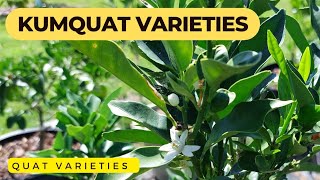 Kumquats amp Quat Varieties  Kumquat Facts amp Benefits  Citrus Tour [upl. by Ennairb225]