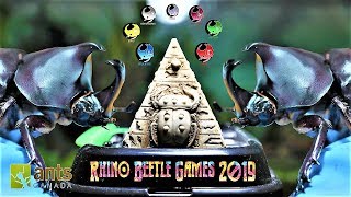 The Rhino Beetle Games  Epic Beetle Olympics [upl. by Aicittel]