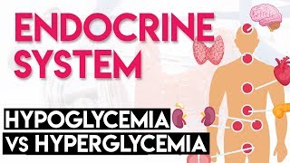 Hypoglycemia vs Hyperglycemia  Endocrine System Part 3 [upl. by Zetnwahs395]