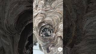 Hornet nest up close with treatment and removal [upl. by Ailsa842]