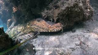 Cuviers Dwarf Caiman in the Rio Formosa [upl. by Okomot]