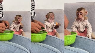 Monkey Bryan eats fruits looks yummy  cute monkey animals eating [upl. by Novek]