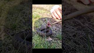 Adder Vipera berus Slow Motion Attack adder reptiles venomoussnake herping nature shorts [upl. by Giulia773]