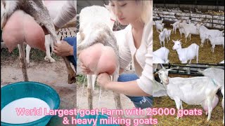 25thousand saanen goats form in China  world biggest goat form 10kg Average Milk capacity per goat [upl. by Andreana]