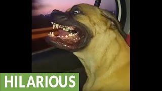 Bull Mastiff enjoys car ride in hilarious fashion [upl. by Anitserp]