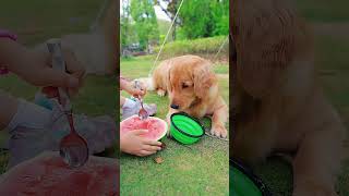 狗狗去哪都要带上它干饭的碗Wherever a dog goes he must bring his bowl for cooking goldenretriever pets puppy [upl. by Branca]