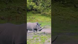 Rhino vs Lion WildlifeBattle AnimalShowdown [upl. by Torhert]