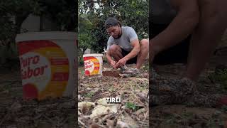 😱 NÃO ACREDITO ELE FEZ UMA CIRURGIA SOZINHO 🤯 viralvideo shortvideo galo [upl. by Masuh]