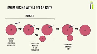 Genetic Mutations  Part 3  Polyploidy in Humans [upl. by Ahseat]