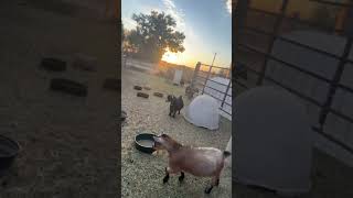 Breakfast time Pygmy Goats [upl. by Tuckie881]