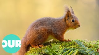 The Incredible Scottish Highlands 4K Documentary  Our World [upl. by Christabel978]