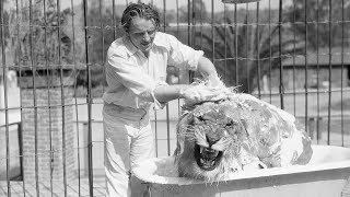 Famous MGM Lion Jackie Gets A Bath [upl. by Ellie]