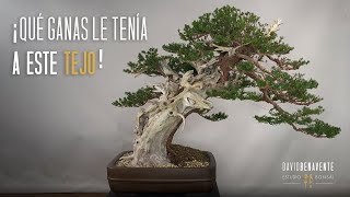 ¡Qué ganas le tenía a este Tejo taxus cuspidata [upl. by Auqinahs]